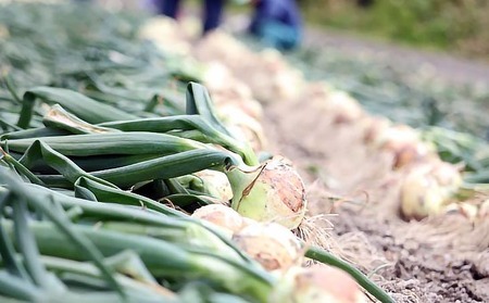 【東中青果】淡路島産玉葱　うずしお追熟甘玉ねぎ　3kg