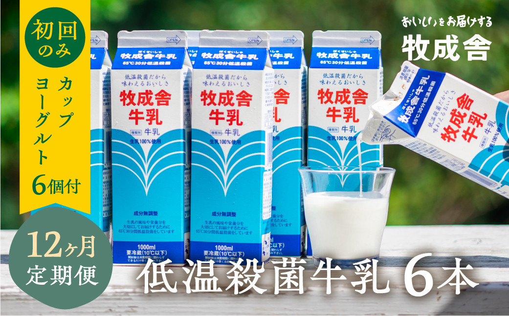 
            低温殺菌牛乳　6本×12カ月　定期便　牧成舎のこだわり牛乳　初回のみカップヨーグルト付
          