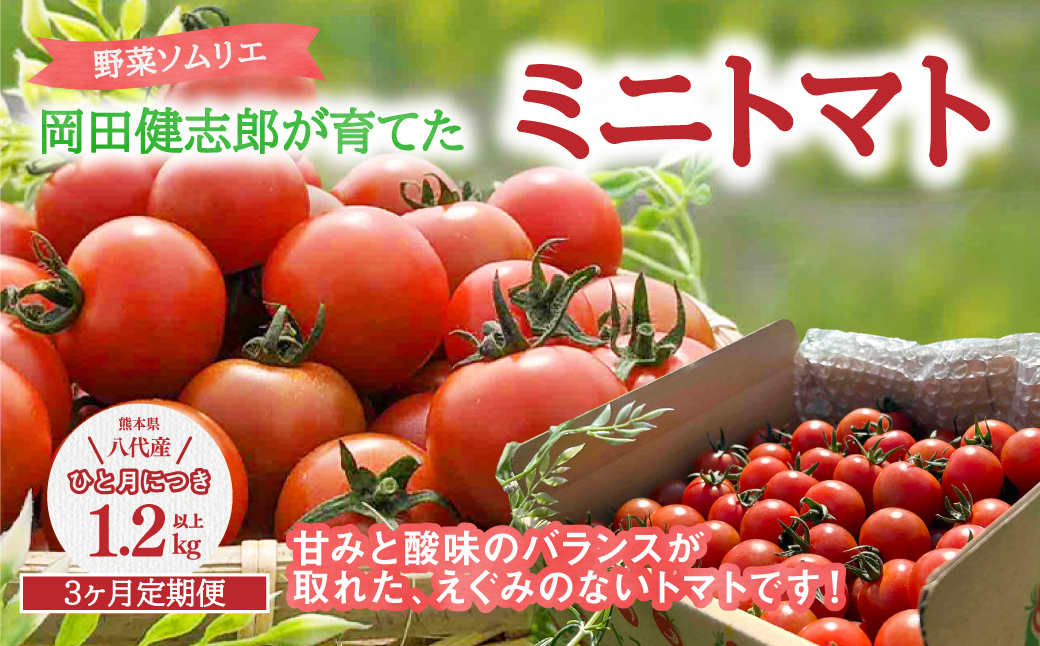 【先行予約】 【定期便3回】 野菜ソムリエ岡田健志郎が育てた ミニトマト1.2kg以上定期便 トマト 野菜 熊本県産 新鮮 サラダ やさい とまと 八代市産 九州 【2025年12月上旬より順次発送】