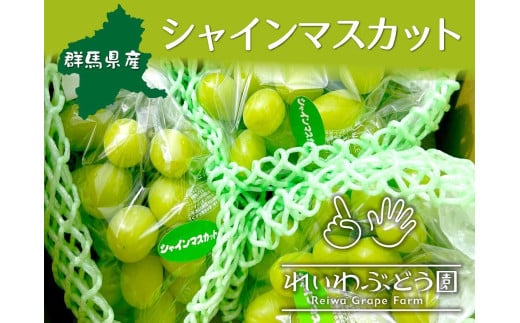 【2025年産 先行予約】シャインマスカット 農園おすすめ品種 食べ比べ 2～3房 約1.5kg ｜ 朝採れ シャインマスカット たっぷり 贈答用 新鮮 特大 完熟 旬 ストロベリー 高級 産地直送 果汁 甘い あまい 人気 高評価 減農薬 有機肥料 生産 生産量 産地 王国 高糖度 エコファーマー ごほうび プレゼント 群馬県 前橋市 