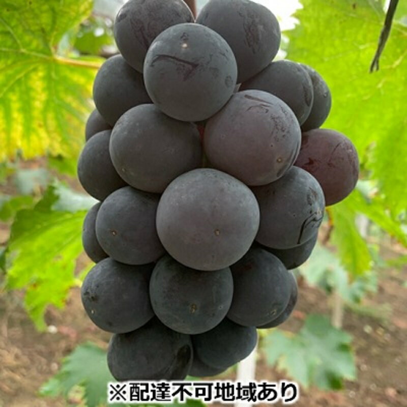 【ふるさと納税】ぶどう 【2026年 先行予約】 種なし完熟 ニューピオーネ 2房 合計約1kg/ ブドウ 葡萄 岡山県産 国産 フルーツ 果物 渡邊農園　お届け：2026年8月中旬～2026年9月上旬