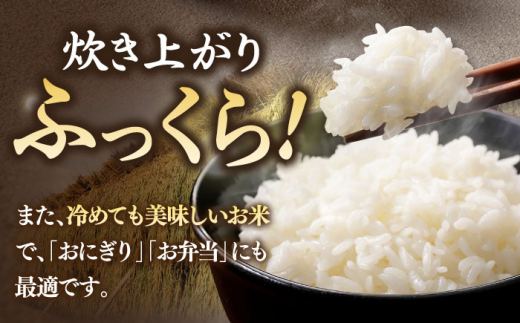 【12月配送】お米 こしひかり 5kg ｜ 長崎県産 米 お米 白米 精米 R8年産 令和8年産 こしひかり コシヒカリ 長崎県 壱岐市 長米壱岐営業所 [JCZ021]