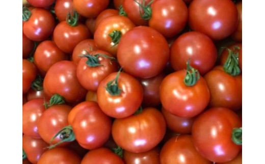採れたてミディトマト（画像はイメージです）