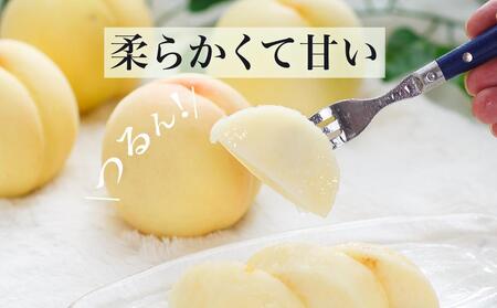 桃 2024年 先行予約 岡山 白桃 6玉（合計1.6kg以上）化粧箱入り もも モモ 岡山県産 国産 フルーツ 果物 ギフト [No.5220-0816]