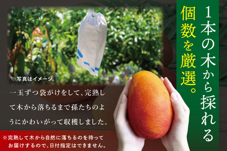【2026年7月より順次発送】豊見城産マンゴー『殿内之宝(どぅんちのたから)』約2kg(ご家庭用)｜マンゴー フルーツ 果物 くだもの 先行予約 完熟マンゴー 沖縄フルーツ 家庭用 おきなわ 沖縄 沖