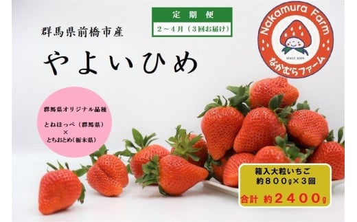 【先行予約】2026年産 いちご【定期便／３ヵ月連続お届け】『やよいひめ』 約800g×3回（総量2.4Kg)【2025年群馬県いちご品評会入賞！】