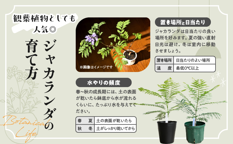 ≪世界三大花木≫ ジャカランダ 苗木 華紫サファイアブルー 30cm～70cm 期間限定 数量限定 紫雲木 花 植物 鉢植え 観賞用 園芸 国産 紫色 珍しい 希少 神秘的 贈り物 ギフト プレゼント