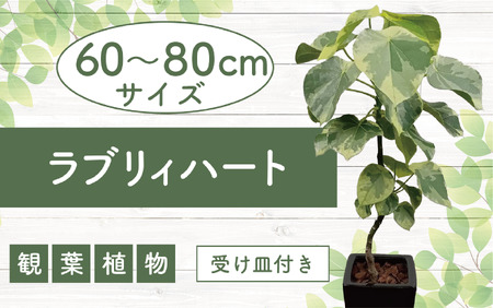 2026年9月上旬～発送 観葉植物 ラブリィハート 60cm～80cm【農林水産省 品種登録】T&P 055-1496 観葉植物