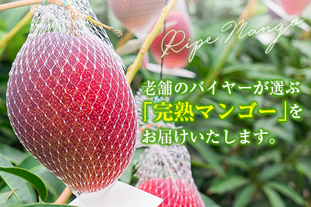 【定期便 完熟マンゴー】2027年出荷 4L×1玉 全3回 果物 フルーツ E220-27