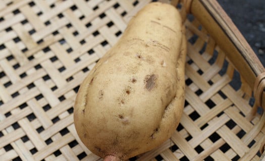 皮の白いさつまいもが入ることも。