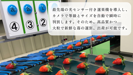 完熟 とちおとめ 2パック 先行予約 大粒 イチゴ 苺 いちご フルーツ 果物 [AF056ci]