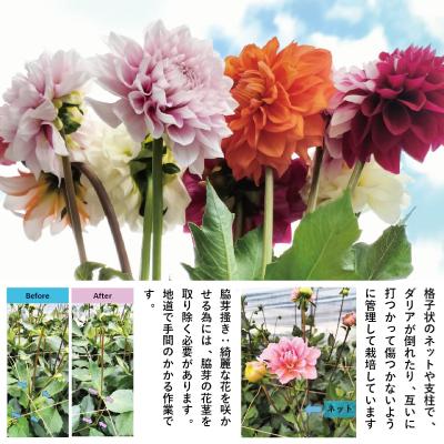 ふるさと納税 大館市 新鮮!綺麗!秋田のダリア〈5本花束〉 |  | 01