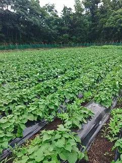 【農家直送！】熟成紅はるかの干しいも(無添加)　計450g（150g×3袋）[2026年11月上旬発送開始]　【07208-0849】