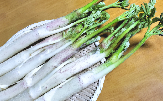 ウド 約1000g 北国の春の香りをお届けします【60P3228】