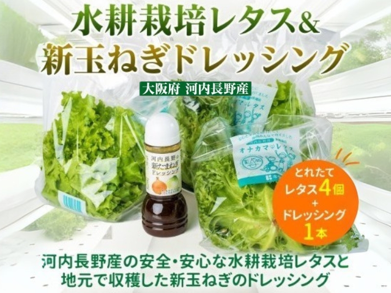 【定期便　毎月お届け 12ヵ月】とれたてレタスと玉ねぎドレッシングセット ｜ サラダ 副菜 常備野菜 炒め物 スープ チャーハン 鍋料理 巻物 冷製料理 朝食 昼食 夕食 付け合わせ サンドイッチ ハ