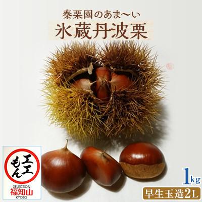 ふるさと納税 福知山市 秦栗園のあま〜い氷蔵丹波栗 早生玉造2L 1kg 生栗 大粒【熟成】10月中旬発送