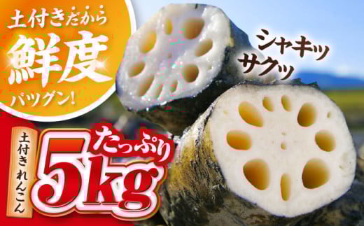 【5kg】れんこん 5kg 土付き蓮根 れんこん レンコン 愛知県産 野菜 産地直送 愛西市 / 清水食品  [AEAJ002]