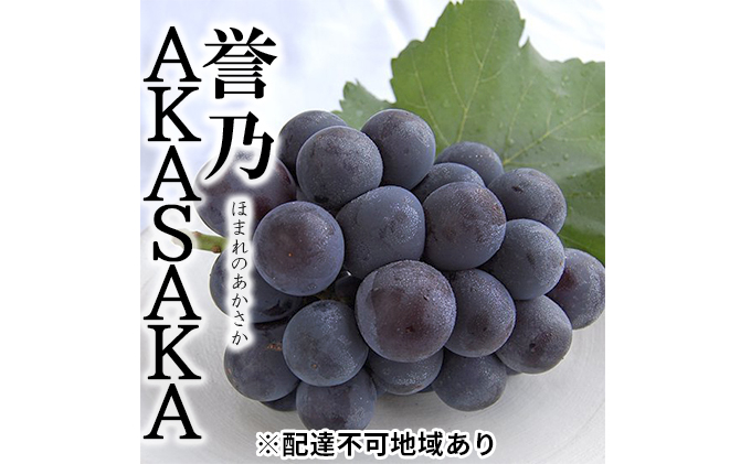 
                  桃茂実苑 プレミアムピオーネ 誉之AKASAKA（ほまれのあかさか）1房約620g以上　桐箱入り [№5735-0967]
                