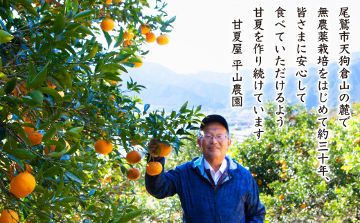 甘夏 （化学農薬化学肥料不使用）無添加100％ジュース1L×2本   尾鷲市 甘夏屋 平山農園   HIｰfｰ12