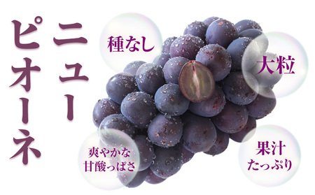  ニューピオーネ 2房【配送不可地域あり】