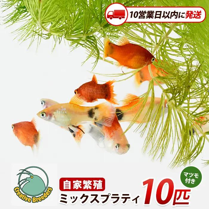 【10営業日以内に発送】ミックスプラティ10匹＋マツモ付き (アクアファームはくと/IB167-004)