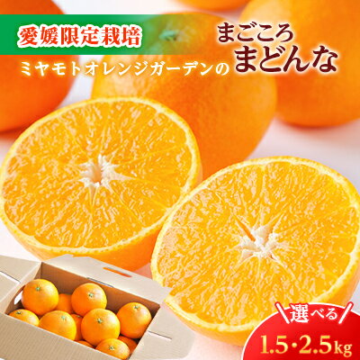 【ふるさと納税】【2025年11月より順次発送】紅まどんなと同品種 愛媛果試28号 (1.5kg / 2.5kg)_ みかん ミカン 蜜柑 まごころまどんな 果物 くだもの フルーツ デザート おいしい 希少 甘い かんきつ 柑橘 柑橘類 国産 愛媛 愛媛県 【G1166249】