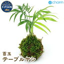 【ふるさと納税】苔玉 テーブルヤシ Ver.這苔（1個） 群馬県 千代田町 インテリア ナチュラル 自然 リラクゼーション 室内栽培 プレゼント 送料無料 趣味 緑 人気 オススメ 初心者 玄関 リビング 株式会社チャーム