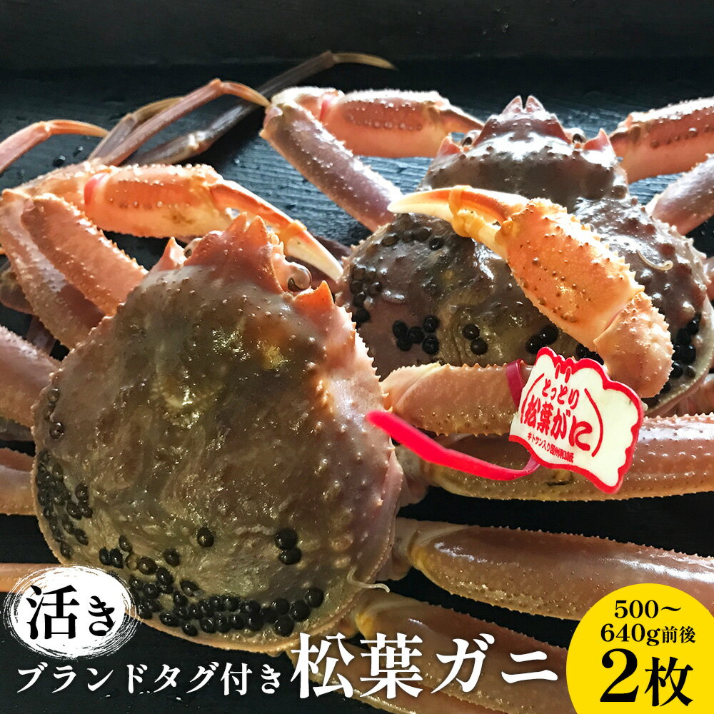 【ふるさと納税】106.【先行予約】【活き】ブランドタグ付き松葉ガニ 500～640g前後 2枚 ※2025年11月上旬～2026年3月上旬頃に順次発送予定 | 松葉ガニ 松葉蟹 蟹 かに 甲殻類 ズワイガニ 鳥取県 北栄町 おすすめ 人気 送料無料