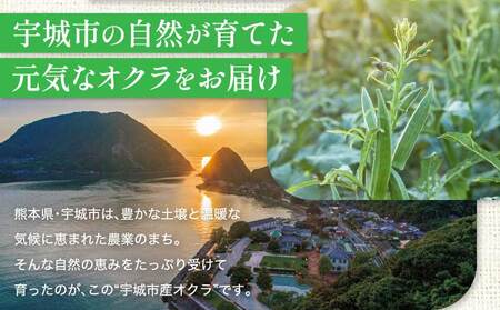 オクラ 冨田さん家のオクラ800g 80g×10袋 【2026年5月中旬から2026年10月下旬頃順次発送予定】