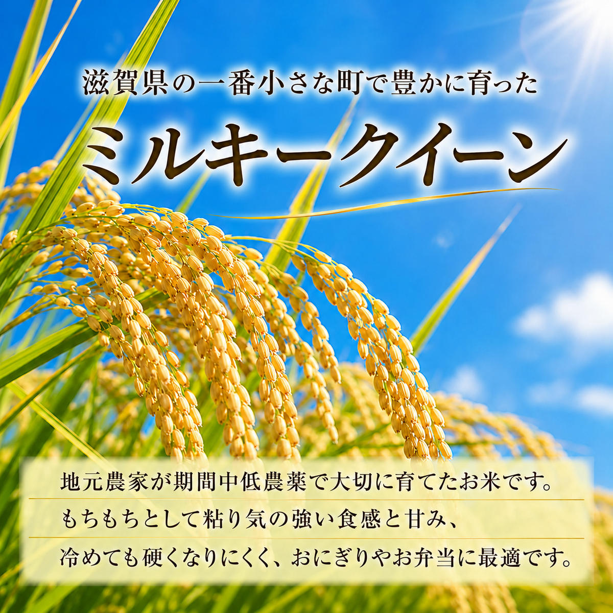 【令和8年産】新米 先行予約 米 定期便 ミルキークイーン 近江米 白米 5kg 5kg×3ヶ月 お米 ごはん ライス 主食 おにぎり 定期 3回 滋賀県 豊郷町