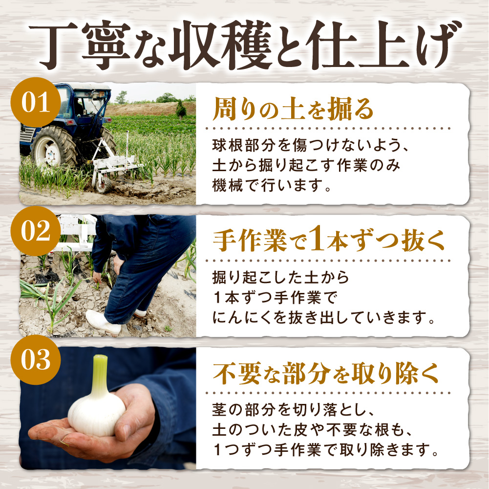 【令和9年度先行受付】生にんにく（福地ホワイト六片種）1.5kg　にんにく　野菜　北海道　当別町
