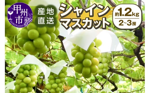 甲州市産 産地直送 シャインマスカット 約1.2kg（2～3房）【2025年発送】（SSI）B-1830【シャインマスカット 葡萄 ぶどう ブドウ 令和7年発送 期間限定 山梨県産 甲州市 フルーツ 果物】