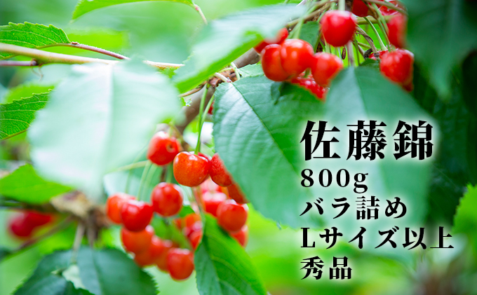 先行予約 北海道産 佐藤錦 800g バラ 秀品 Lサイズ以上 サクランボ 朝採り 当日発送