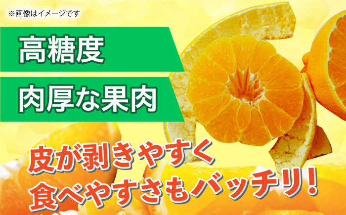 【先行予約】12月～2月発送 デコポン 約2kg【くまふる】[ZBG060]