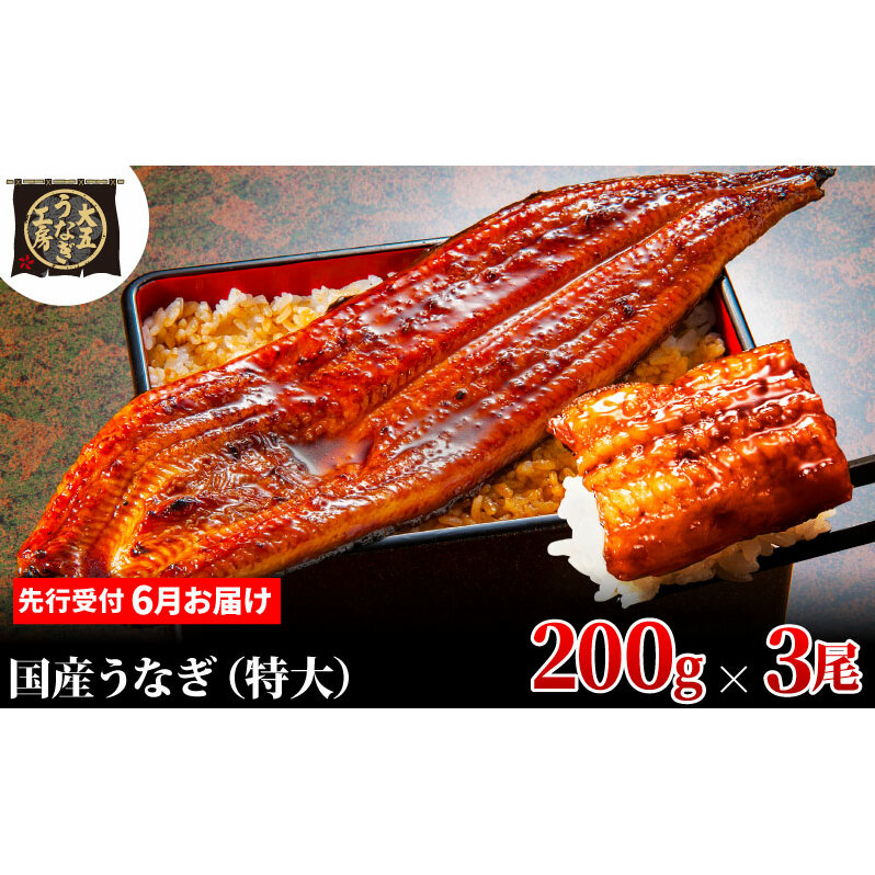 先行受付 【6月上旬配送】 うなぎ蒲焼 200g×3尾(600g) うなぎ 鰻 蒲焼 蒲焼き 大五通商 静岡 島田市