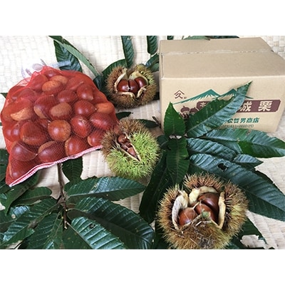 茨城県かすみがうら市産 熟成 生栗 3Lサイズ　約2kg〈2025年10月中旬より順次発送予定〉【配送不可地域：離島】