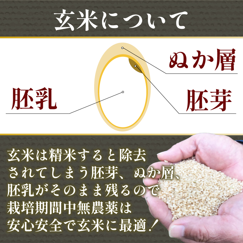 【2024年9月より順次発送】令和6年産 新米 玄米 コシヒカリ 5kg 栽培期間中無農薬 ふるさと納税 新生活 四国 徳島 小松島 新生活 おいしい お米 米 こめ おこめ 国産 ごはん ご飯 ゴハ