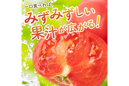 【先行予約】京丹後産 大玉トマト 1kg以上 春夏発送（2025年5月中旬～発送）