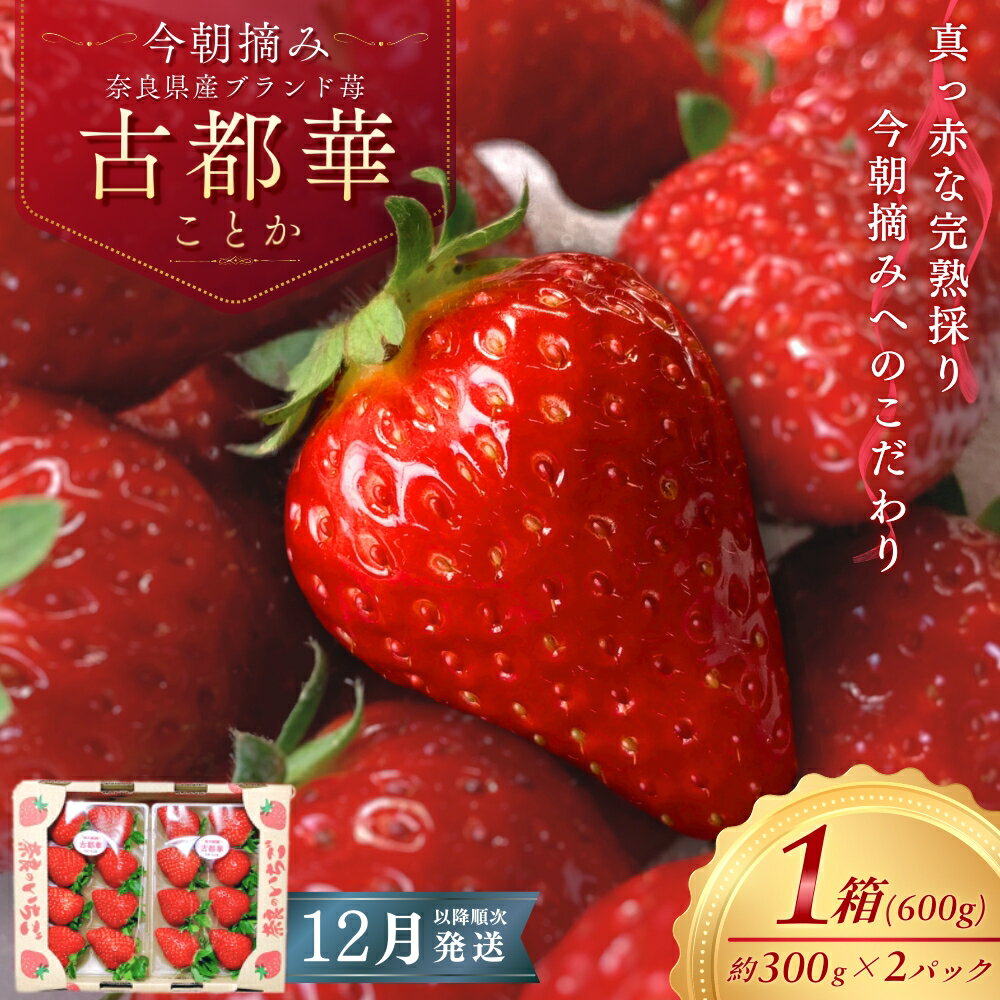【ふるさと納税】 （冷蔵） 古都華 600g（300g×2）【2025年12月以降順次発送】 ／ 丸笑いちご園 今朝摘み フルーツ 苺 イチゴ 果物 新鮮 完熟 朝採り 高級 甘い 奈良県 葛城市