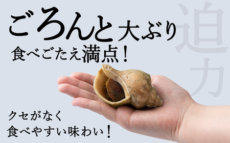 【2025年12月発送】北海道稚内宗谷産 青つぶ 1kg ボイル・あぶら除去済み