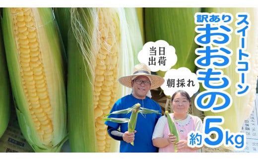 【 朝採れ 当日出荷 】 訳あり スイートコーン 「 おおもの 」 約5kg 甘い 新鮮 皮付き トウモロコシ とうもろこし コーン 野菜 [DX008ci]