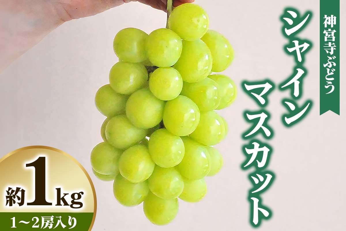 
                  [先行予約] 神宮寺ぶどう シャインマスカット 1kg｜ブドウ 葡萄 くだもの 果物 フルーツ [0321]
                