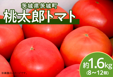 568 桃太郎トマト 約1.6kg 8～12個 品種 ブライト 甘み 糖度 6度以上 先行予約 【3～5月発送予定】