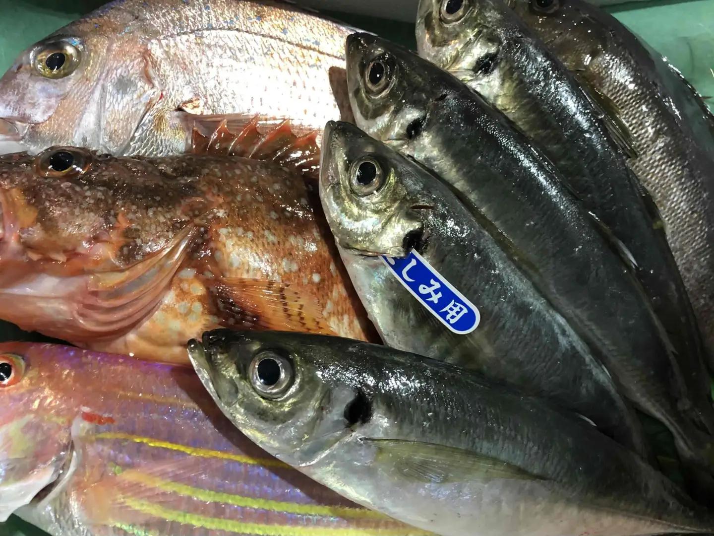竹中水産の八幡浜発!「朝獲れデイリー鮮魚BOX」1.5kg【C22-277】【配送不可地域：離島・北海道・沖縄県】【1298414】 YWTM094