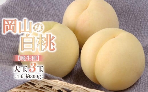 桃 2026年 岡山の 白桃 大玉3玉（晩生種）（1玉約300g） 【白桃 桃 もも 岡山県産 国産 フルーツ 果物 新鮮 おすすめ 人気 岡山県 岡山市 国産 先行予約 ギフト 大玉】