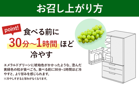 【先行予約】岡山県産 マスカット・オブ・アレキサンドリア 計 600g 株式会社 はちや《6月下旬-7月下旬頃出荷》【配送不可地域あり】
