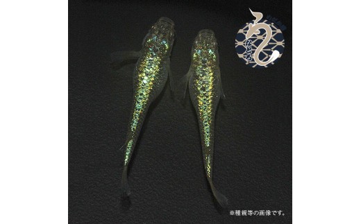 クレパトシアン