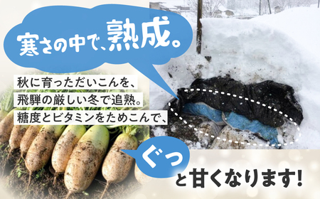 甘っ！寒熟だいこん 約4.5kg 2～6本 / 野菜 だいこん