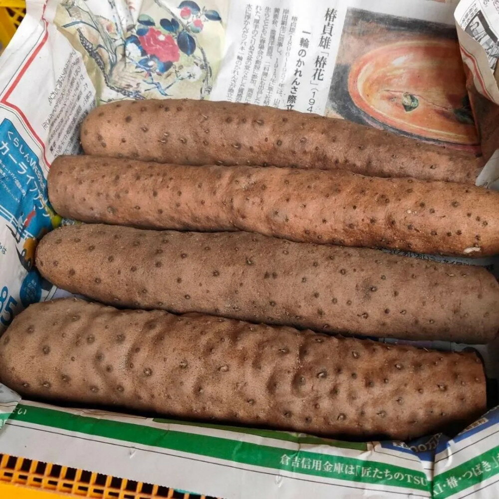 【ふるさと納税】【鳥取県産】粘り抜群！ねばりっこ 5kg