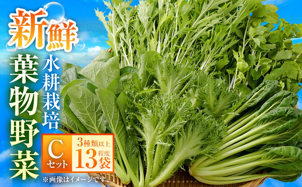 水耕 栽培 新鮮 葉物 野菜 Cセット